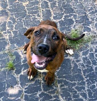 Aries -  Mountain Cur Dog for Adoption in Sulphur, Kentucky - Aries | PetCurious