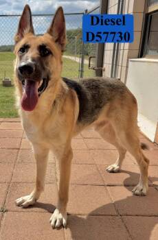 Diesel -  German Shepherd Dog Dog for Adoption in Clarksville, Tennessee - Diesel | PetCurious