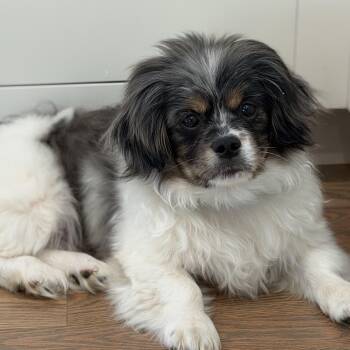 Pug and Shih Tzu Dogs Available for Adoption in Chatham, New Jersey - Sully | PetCurious