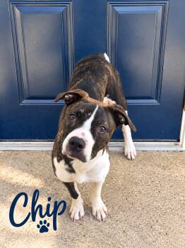 Chip -  Cattle Dog Dog for Adoption in Momence, Illinois - Chip | PetCurious