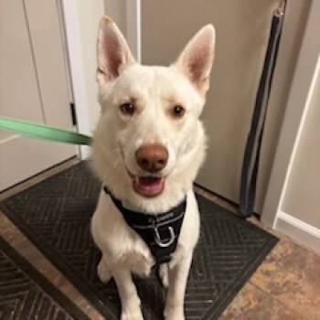 Rescue Husky Dogs for Adoption in Buffalo, Minnesota - Alpine | PetCurious