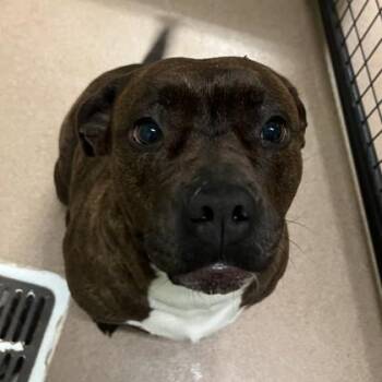 Mochi -  Pit Bull Terrier and Mixed Breed Dog for Adoption in Pendleton, Oregon - Mochi | PetCurious