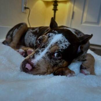 Pit Bull Terrier Dogs Available for Adoption - Luxury | PetCurious