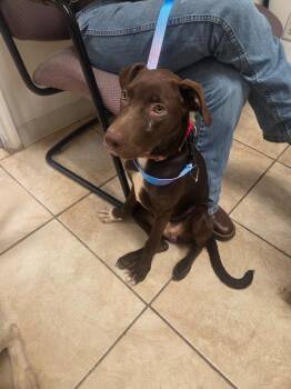 Beth -  Labrador Retriever Dog for Adoption in Gilmer, Texas - Beth | PetCurious