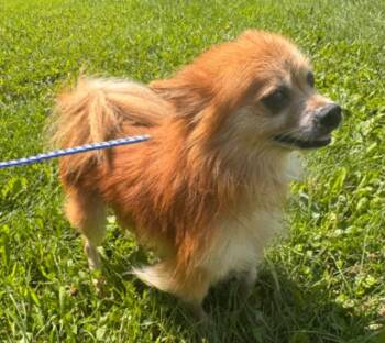 Archie -  Mixed Breed Dog for Adoption in Osseo, Michigan - Archie | PetCurious