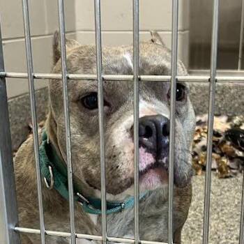 Tiny -  Mixed Breed Dog for Adoption in Dearborn, Michigan - Tiny | PetCurious