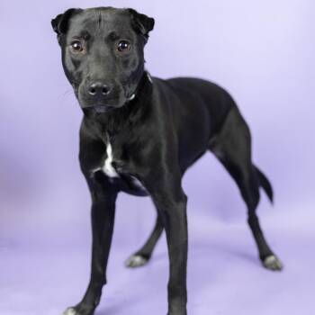 Benji -  Mixed Breed Dog for Adoption in Portland, Oregon - Benji | PetCurious