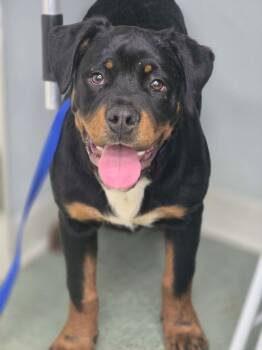 Rottweiler Dogs Available for Adoption - Ronald Stray Hold Through 3/8 | PetCurious