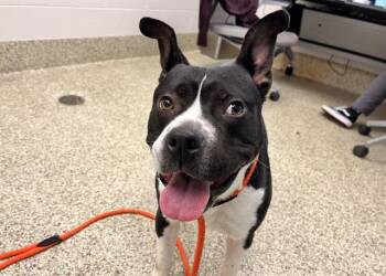 Rescue Pit Bull Terrier and Mixed Breed Dogs for Adoption in Colorado Springs, Colorado - ALEX WARREN | PetCurious