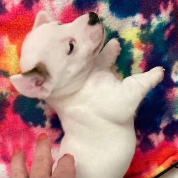 Jasmine -  Jack Russell Terrier Dog for Adoption in Allen, Texas - Jasmine | PetCurious