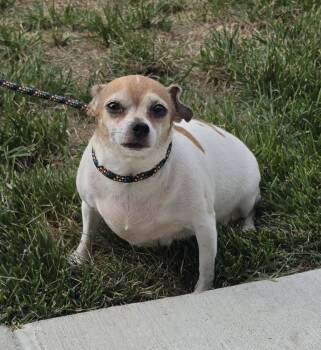 Emmy -  Chihuahua Dog for Adoption - Emmy | PetCurious