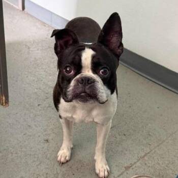 Bosty -  Boston Terrier Dog for Adoption in Erie, Pennsylvania - Bosty | PetCurious