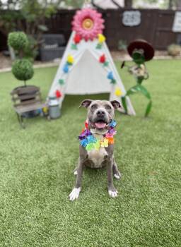 Pawlina -  American Staffordshire Terrier Dog for Adoption in Mico, Texas - Pawlina | PetCurious