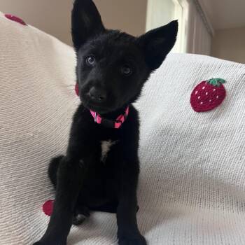 Mixed Breed Dogs Available for Adoption in Las Vegas, Nevada - Princess Peach  | PetCurious