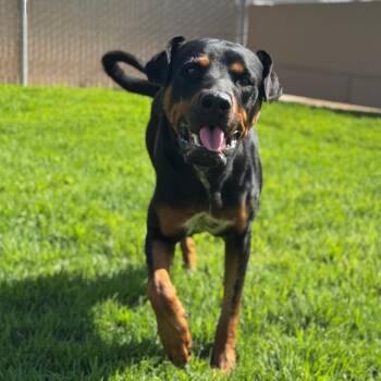 Vader -  Doberman Pinscher and Mixed Breed Dog for Adoption in Goleta, California - Vader | PetCurious