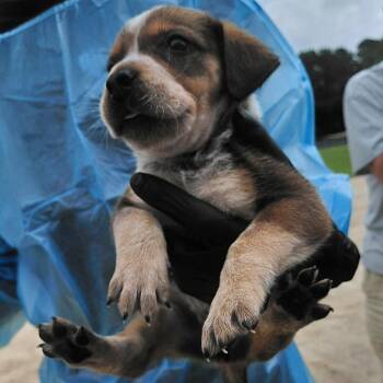 Peanut 1840 -  Bluetick Coonhound and Mixed Breed Dog for Adoption in Loxahatchee Groves, Florida - Peanut 1840 | PetCurious