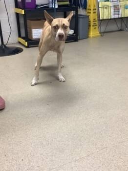 Rescue Pit Bull Terrier and Mixed Breed Dogs for Adoption in Fort Worth, Texas - 59677835 | PetCurious
