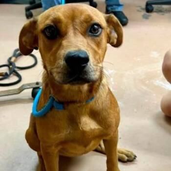 Tanzania -  Terrier Dog for Adoption in Bethel, Connecticut - Tanzania | PetCurious