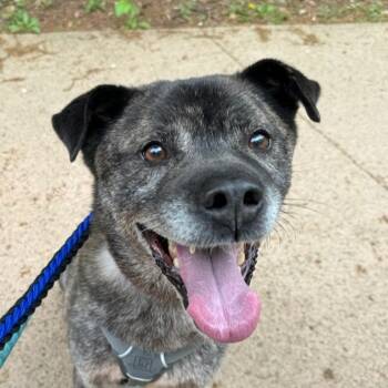 Rescue Jindo Dogs for Adoption in Springfield, Virginia - **JANGGUN | PetCurious