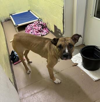 Rescue Boxer Dogs for Adoption in Jamestown, North Dakota - Buffy | PetCurious