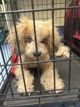 Guppy -  Mixed Breed Dog Available for Adoption in Charleston, South Carolina - Guppy | PetCurious