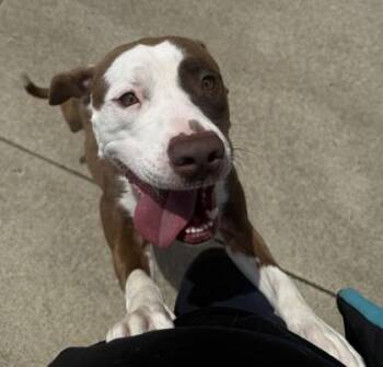 Pit Bull Terrier and Mixed Breed Dogs Available for Adoption in Westland, Michigan - Maribel | PetCurious