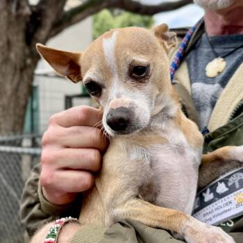 Chihuahua Dogs Available for Adoption - Chino | PetCurious