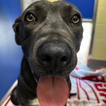 Mixed Breed Dogs Available for Adoption in Blue Ridge, Georgia - Daisy Mae | PetCurious