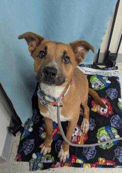 Australian Cattle Dog Blue Heeler and Australian Shepherd Dogs Available for Adoption in Salt Lake City, Utah - Pizzazz | PetCurious