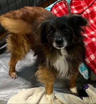 Pomeranian Dogs Available for Adoption in Thompson Falls, Montana - Hector | PetCurious