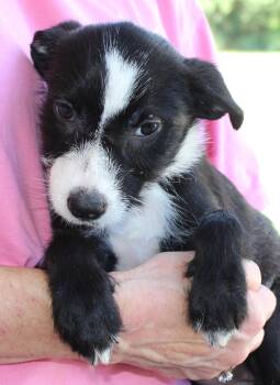 Rain 44380 -  Terrier Dog for Adoption in Prattville, Alabama - Rain 44380 | PetCurious