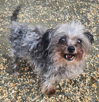LAYLA -  Poodle and Yorkie Poo Dog for Adoption in Manassas, Virginia - LAYLA | PetCurious
