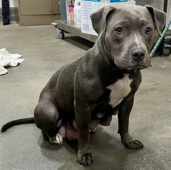 Rescue Terrier Dogs for Adoption - ZURI | PetCurious