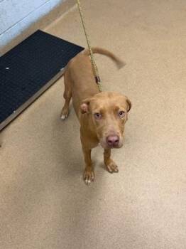 Topple -  Mixed Breed Dog for Adoption in Chamblee, Georgia - Topple | PetCurious