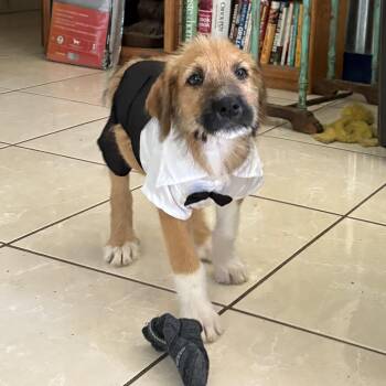 Rescue Boxer Dogs for Adoption in Herald, California - Gravel | PetCurious