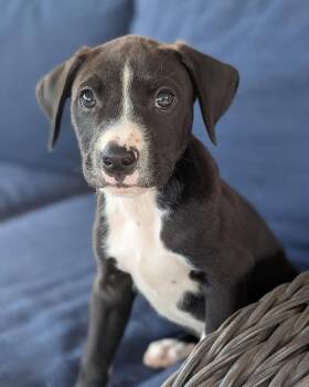 Australian Cattle Dog Blue Heeler and Pit Bull Terrier Dogs Available for Adoption in Shawnee, Oklahoma - Lemon Lou | PetCurious