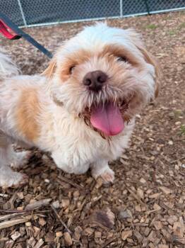 Poppa -  Shih Tzu Dog for Adoption in Huntsville, Alabama - Poppa | PetCurious