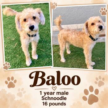 BALOO - 1 YEAR MALE SCHNOODLE - PETCO, 5011 E. RAY ROAD, PHX 850 -  Schnoodle Dog for Adoption in Mesa, Arizona - BALOO - 1 YEAR MALE SCHNOODLE - PETCO, 5011 E. RAY ROAD, PHX 850 | PetCurious