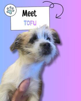 Cairn Terrier and Terrier Dogs Available for Adoption - Tofu | PetCurious