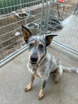 GRIFFIN -  Australian Cattle Dog Blue Heeler and Mixed Breed Dog for Adoption in Visalia, California - GRIFFIN | PetCurious