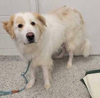 Cotton Candy -  Great Pyrenees and Mixed Breed Dog for Adoption in Kansas City, Missouri - Cotton Candy | PetCurious