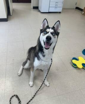 Husky Dogs Available for Adoption in Clayton, New Jersey - Zuko | PetCurious