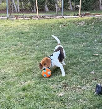 Beagle Dogs Available for Adoption - Gus-Beagle Boy | PetCurious