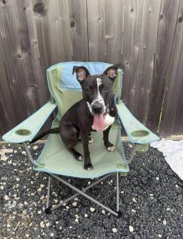 Rescue Black Labrador Retriever Dogs for Adoption in Kankakee, Illinois - Alvin | PetCurious