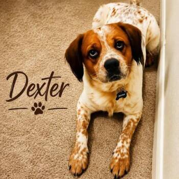 Dexter -  Cocker Spaniel Dog for Adoption in Shreveport, Louisiana - Dexter | PetCurious