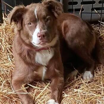 Australian Shepherd and English Bulldog Dogs Available for Adoption in Enterprise, Alabama - Rosie | PetCurious