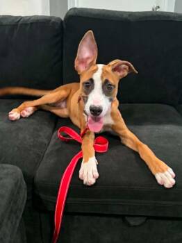 June Carter -  Shepherd and Belgian Shepherd Malinois Dog for Adoption in Twentynine Palms, California - June Carter | PetCurious