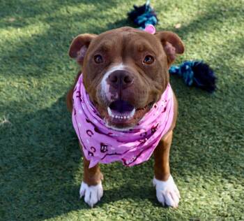 Avery -  American Bulldog Dog for Adoption in Southlake, Texas - Avery | PetCurious