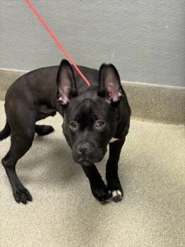 Rescue Pit Bull Terrier and Mixed Breed Dogs for Adoption in Las Vegas, Nevada - BINX | PetCurious