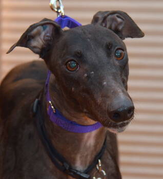 Rescue Greyhound Dogs for Adoption in Minneapolis, Minnesota - Winner | PetCurious